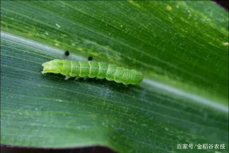 消之宝 消之宝